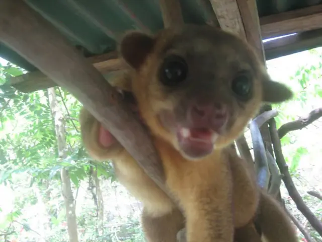 Rescue mission underway: 130 cats and dogs lifted from flood-stricken Texas by an organization