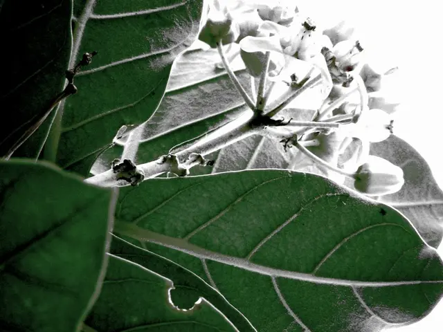 Pruning Techniques for Basil Growth: Important Guidelines for Vibrant Basil Plants