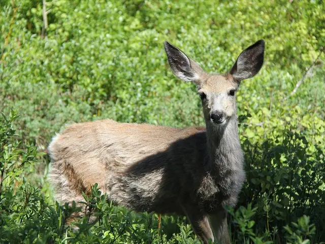 Disappearing Query: Are Deer Capable of Consuming Tomatoes and Tomato Vegetation?