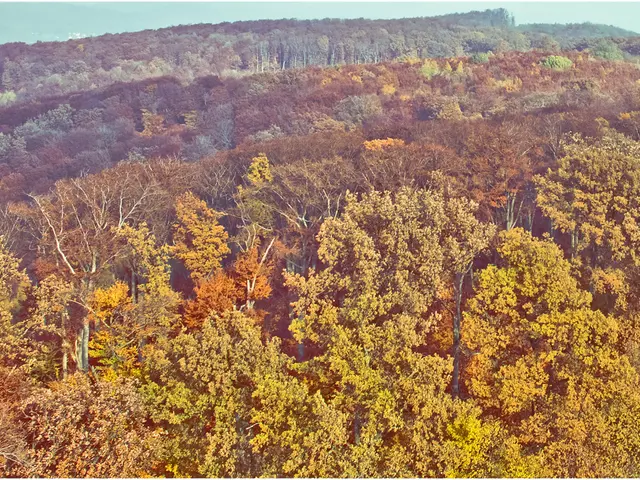 Ensuring Security and Aesthetics: Top Choice for Urgent Tree Elimination