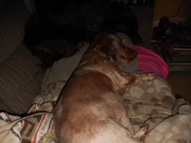 Durable and Compact Sleeping Pad Review: Heavy Duty, Easy to Carry, Resilient Against Mishandling...