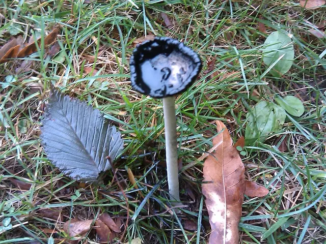 Organic Measures for Eradicating Fungus Gnats in Bonsai Dirt