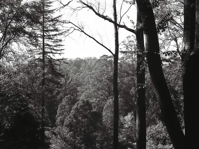 Hikers in California celebrate as the Redwood forest trail in the Bay Area, renowned for its...