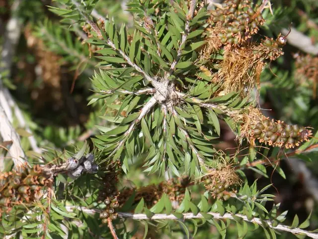 Efficient Methods for Trimming and Shaping Fruit-Bearing Trees