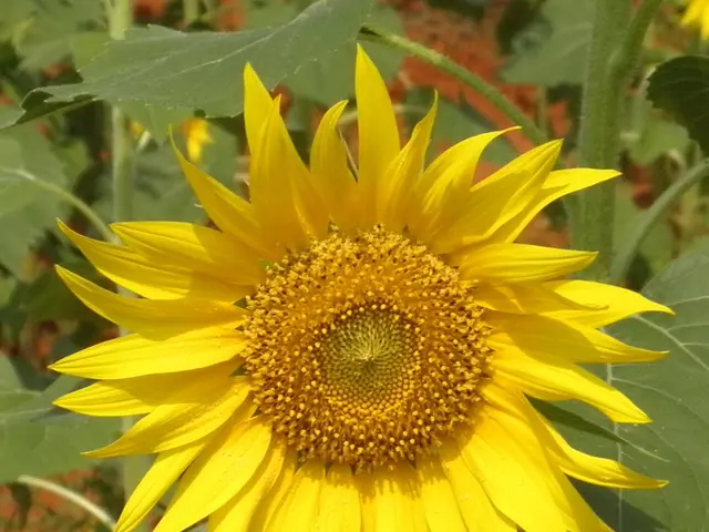 Vibrant Display: Multitudes of sunflowers are currently in full bloom in Ehestorf