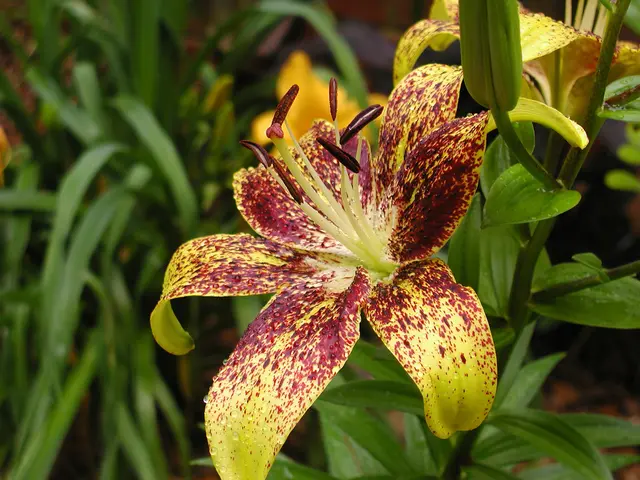 Plant These 9 Flower Seeds During the Rainy Season