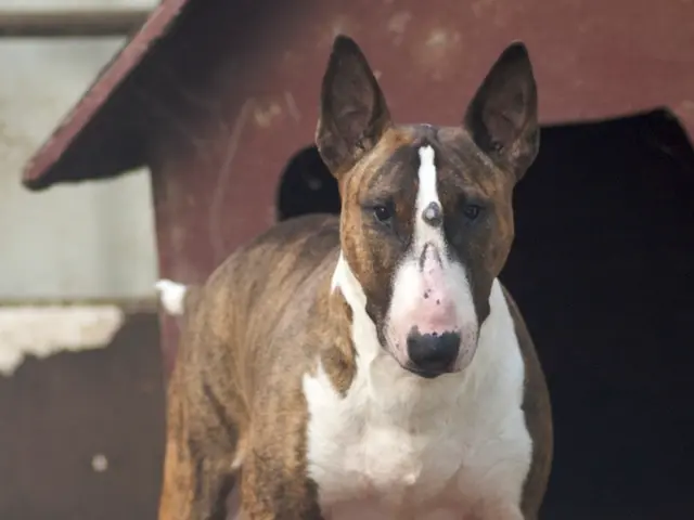 Excited discovery! A pair of pet cameras available for less than $70 during Amazon Prime Day