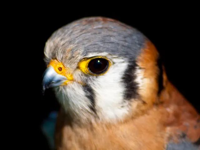 Capturing Miniscule Lifeforms with High Magnification