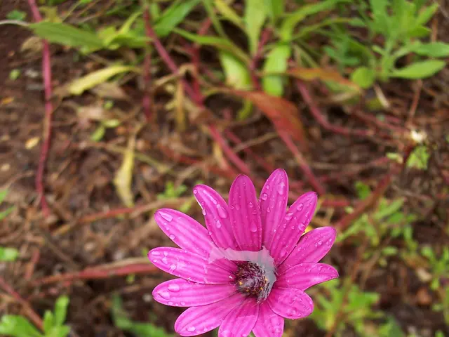 Strategies for Safeguarding Vegetation during Heavy Downpours: Crucial Protection Measures