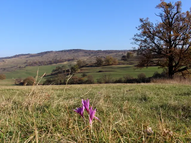 Ideal Times and Suggestions for Oklahoma Flower Planting