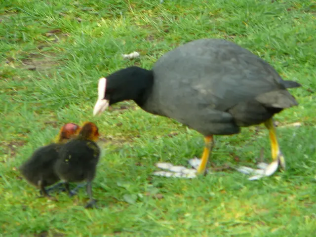 Lazy gardeners rejoice as hummingbirds demonstrate fondness for these six easy-to-care-for...