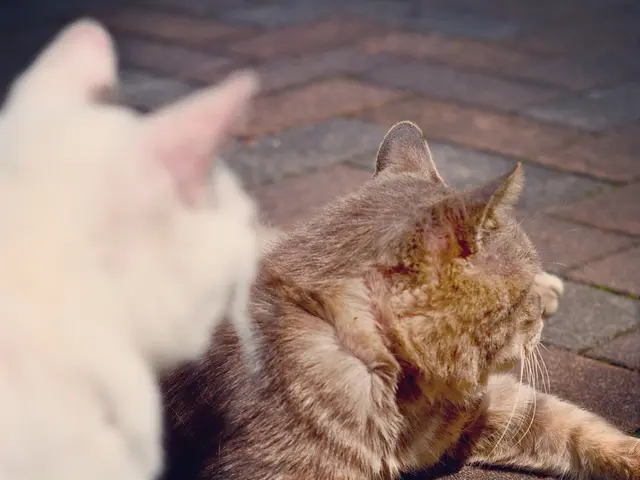 Six Feline Species with Minimal Fur Coats (Excluding Completely Bare Types)