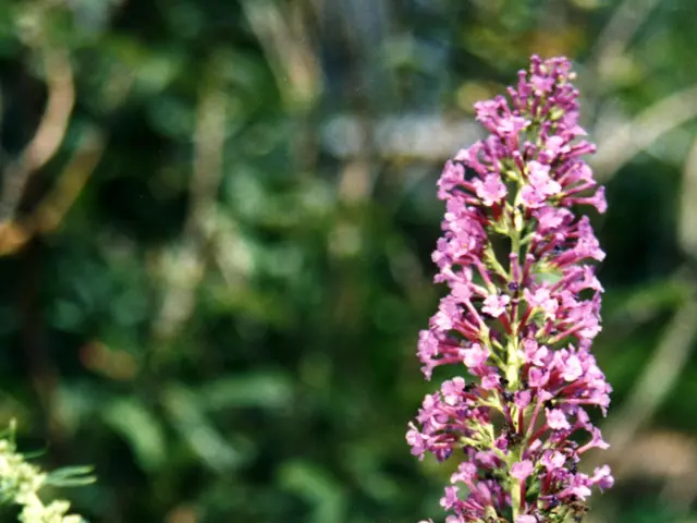 Top 10 Blossoms Enticing Hummingbirds