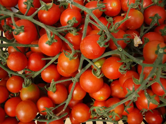 Unmasking 11 Common Misconceptions About Tomatoes: Discover the True Needs for Your Garden's Growth