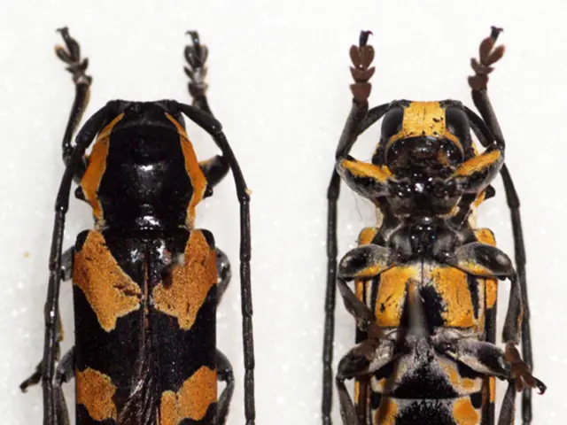 Effective Methods for Pest Exclusion Within Your Home