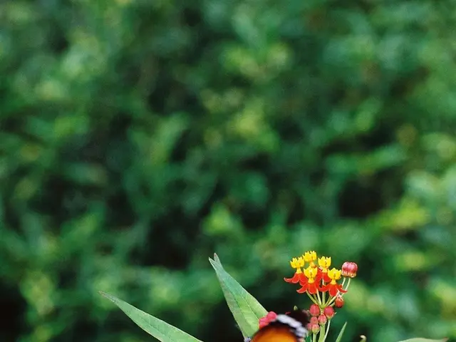 Indoor orchids providing vibrant, lasting blossoms and tips for maintaining their vigor and...