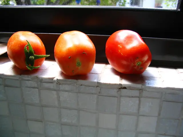 Comprehensive Instructions for Cultivating Tomatoes Inside Your Home