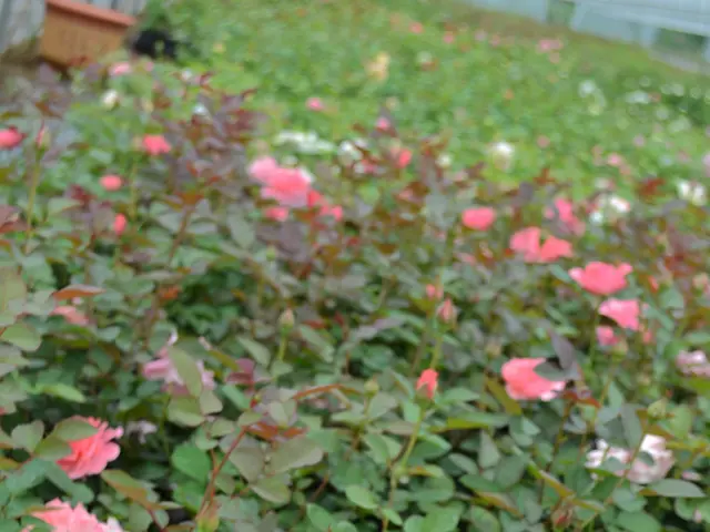 Top Rose Gardens Worth Visiting in Melbourne and Victoria