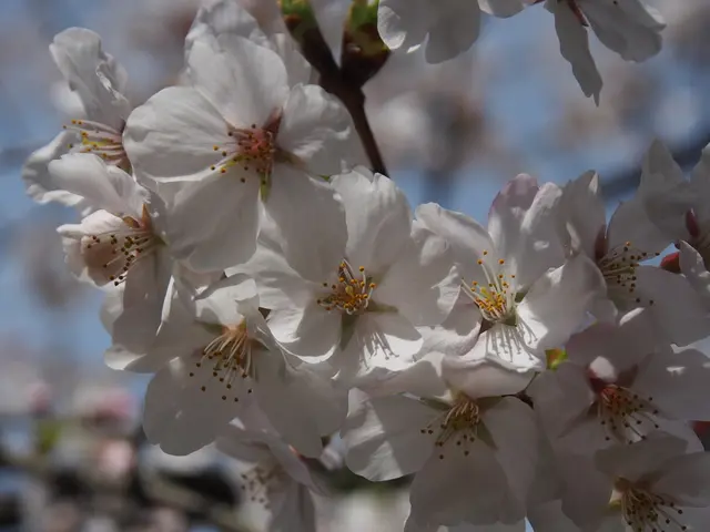 Annual Cherry Celebration in Pretzfeld Town