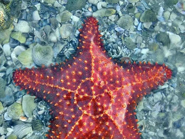 Silverfish: Identifying Them, Elimination Strategies, Potential Health Consequences