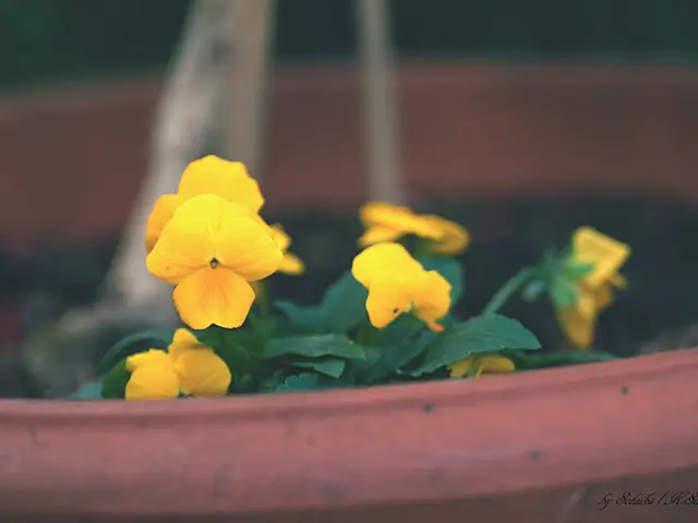 Techniques for Propagating Orchids: Expand Your Collection Using 4 Methods