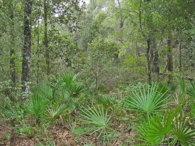 Nineteen Eye-catching Floral Species Thriving Under the Shade of Pine Trees