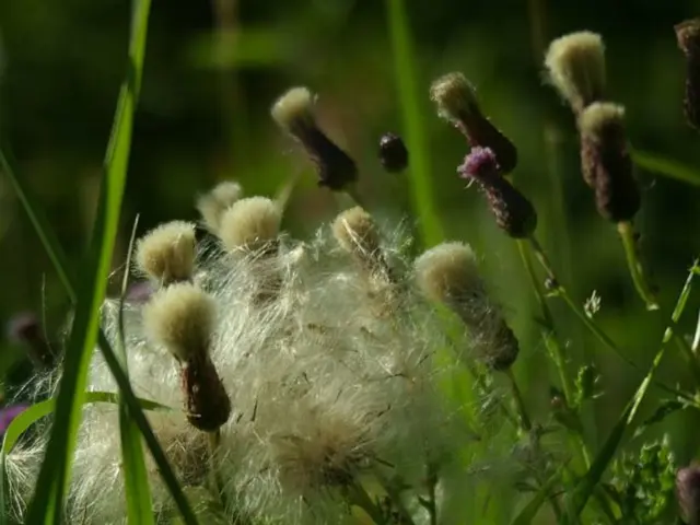 Soil Health Improvement Through Crop Rotation Techniques