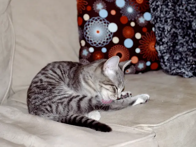 Adored and Debated Feline Breed: The Scottish Fold, a Cat Species Adored by Taylor Swift