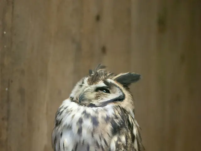 Hawks purchased relocated from Leipzig Zoo to Austria