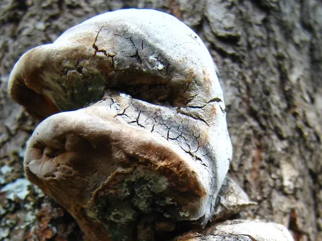 Strategies for Eliminating Mold in Terrariums (7 Simple Methods and Shortcuts)