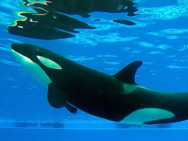 Unique and Creative Suggestions for Whale Naming