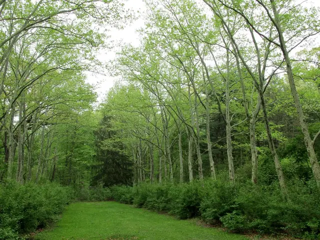 Guide to Environmentally Friendly Donations: Charities that Contribute Positively to the Earth's...