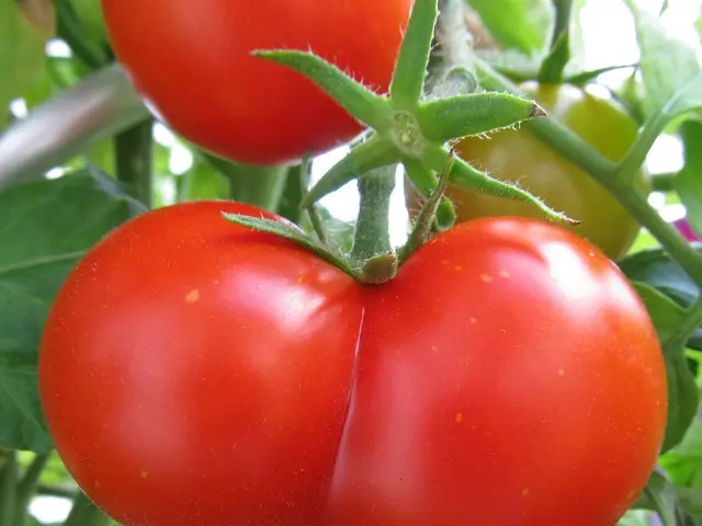 Tomato Yield Problems: A Guide to Solving Fruitless Blossoms