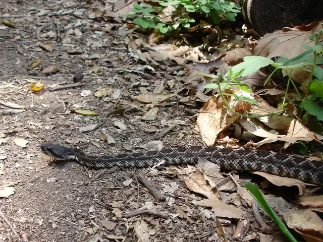 Effortless Indoor Greenery for Time-Strapped Individuals: 5 Simple Plants to Keep Alive