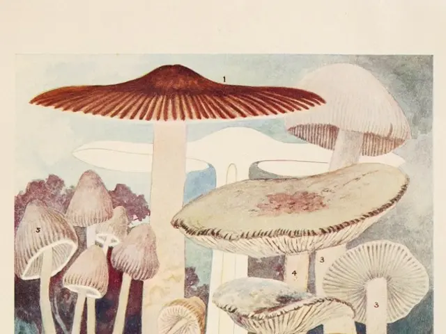 Partial reversal of cannabis prohibition in Munich's English Garden: Temporary legalization of...