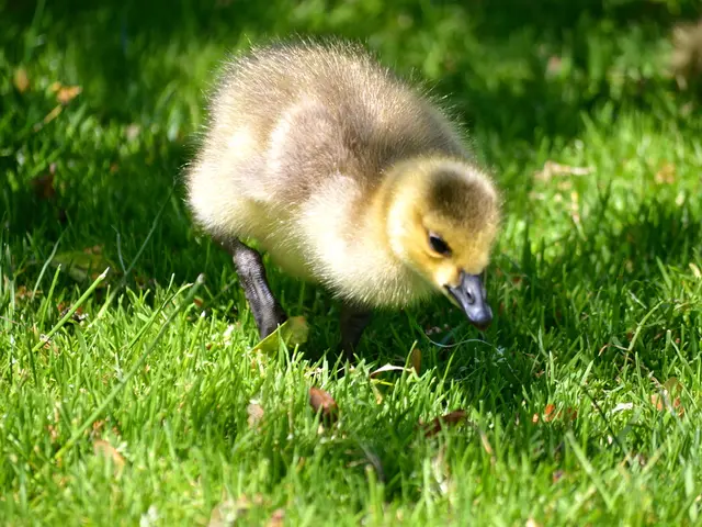 Regrettable Conclusion