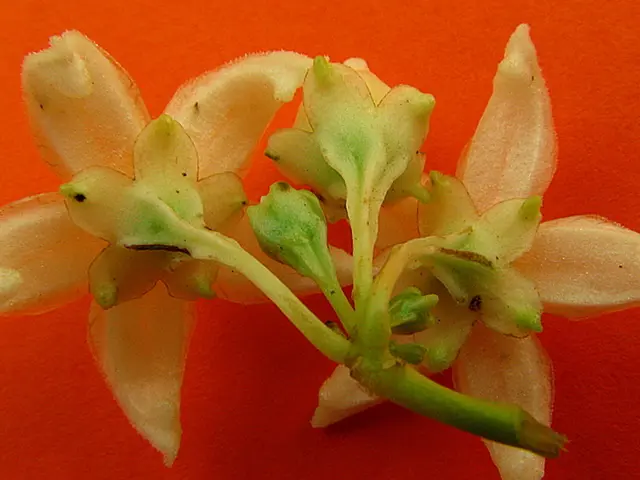 Breathtaking Yearly Blossoms with White Petals for an Exquisite andRefined Yard
