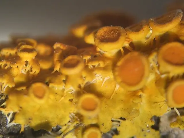 Eliminating Neon Yellow Mushrooms from Houseplants: Perpetual Prevention Strategies