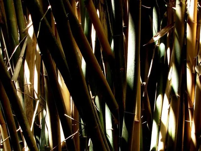 Inexpensive Collection of Sleepwear Made from Bamboo