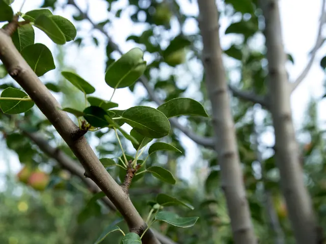Essential facts about cultivating apple trees