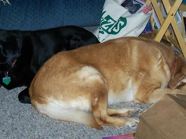 Is Pet-Friendly Linen Bedding a Reality?