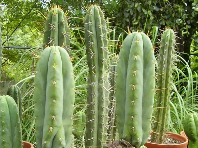 Cacti Maintenance Guide