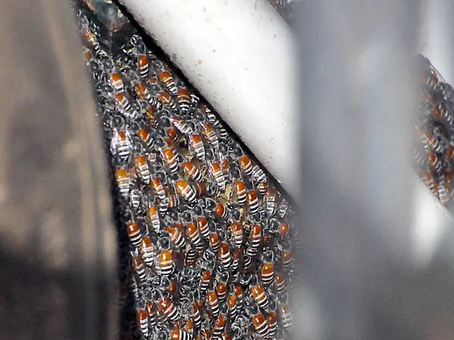 Our website publication, titled "No Bees, No Life," has appeared for its fourteenth issue.