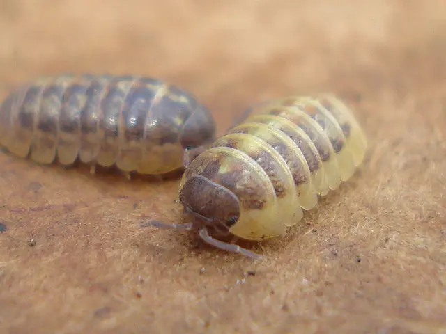 Avoid eliminating the wasps from your garden, despite their irritating nature; they could be...