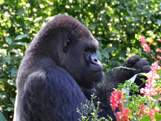 Zoo Leipzig Staff Member Reveals Emotional Response Following Gorilla Deaths: "Much Shed Tears"