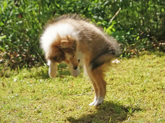 Garden Pet Rankings: Top 8 Choices for Each Role Type Unveiled