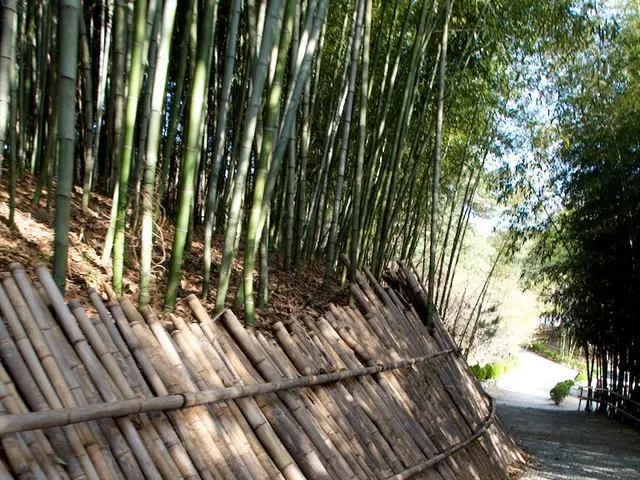 Advocacy group spearheads bamboo promotion for environmental sustainability and cultural legacy...