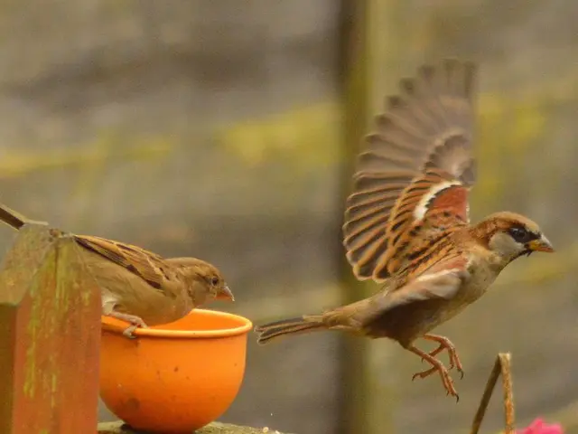 Positioning a Bird Bath in Your Yard for Peak Bird Attraction