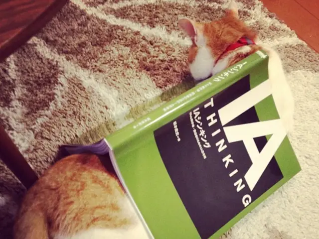 Living as a pet product tester, I share the quickest and budget-friendly solution for cats...