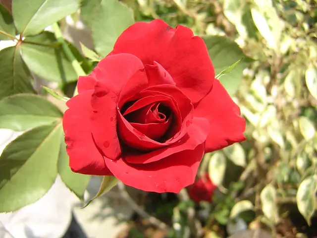 Reason for discontinuation of commonly grown rose species
